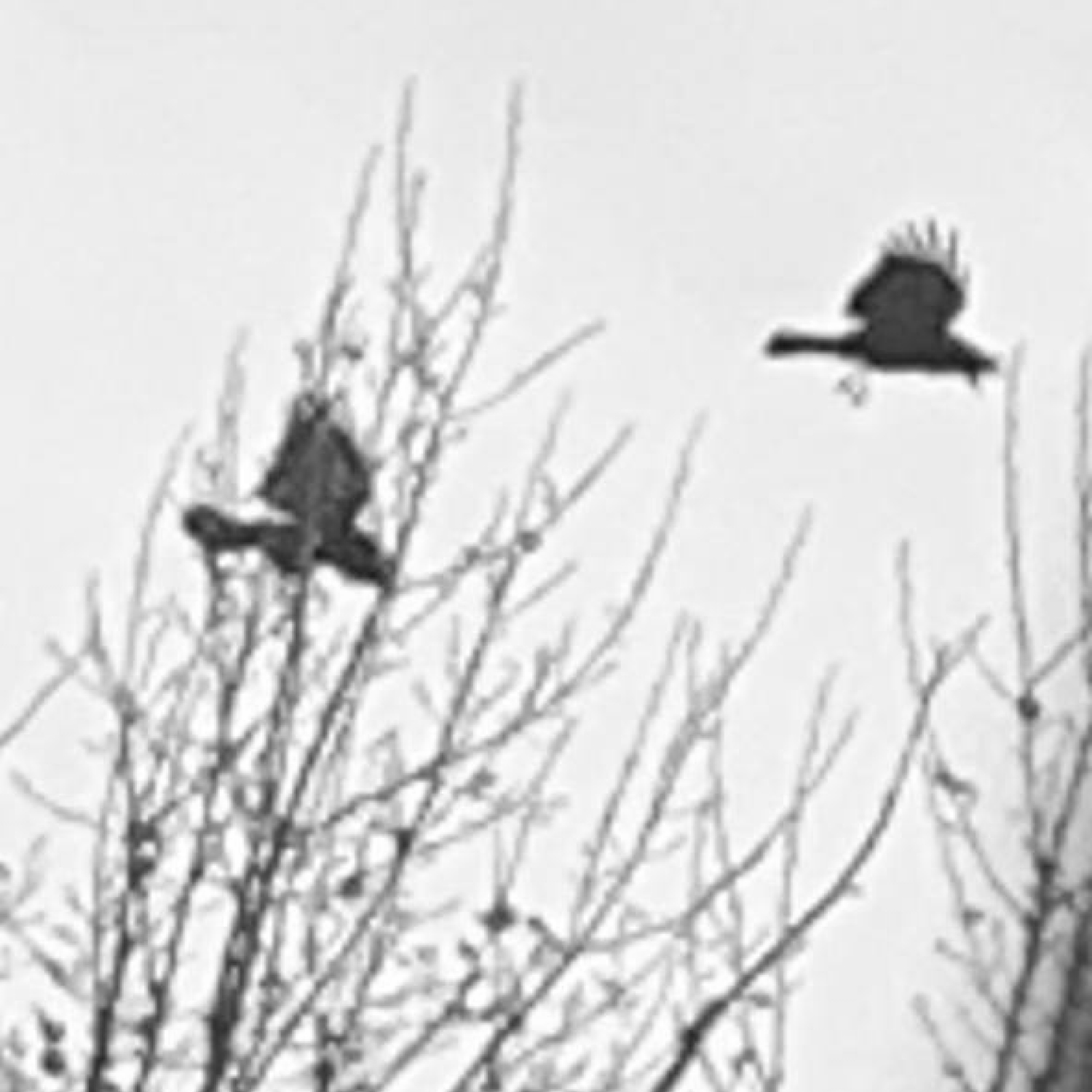 img_ga_39-1